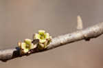 American witch-hazel